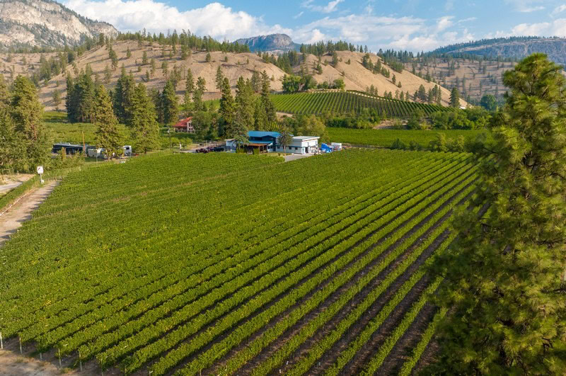 Vineyard with lush green rows of grapevines, rolling hills, and mountain backdrop in a rural setting.