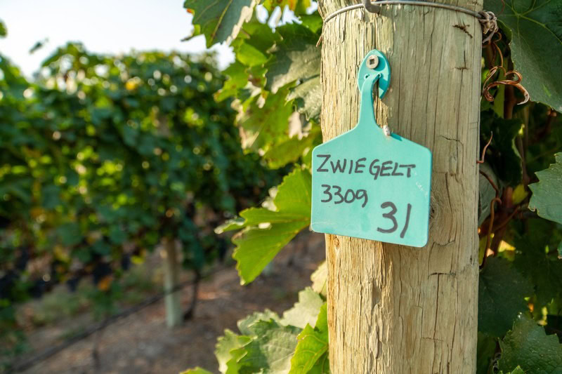 Vineyard sign attached to a wooden post indicating Zwiegel 330g, surrounded by grapevine leaves and vineyard rows in the背景.