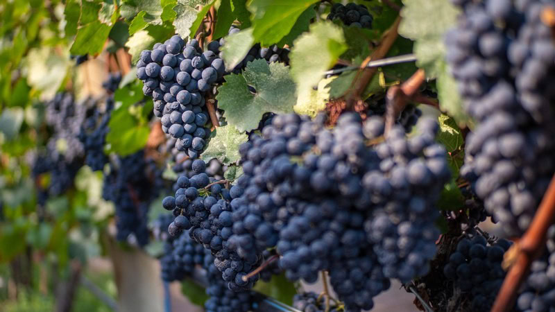 Close-up of dark purple grapes hanging on a vine in a vineyard for wine production.