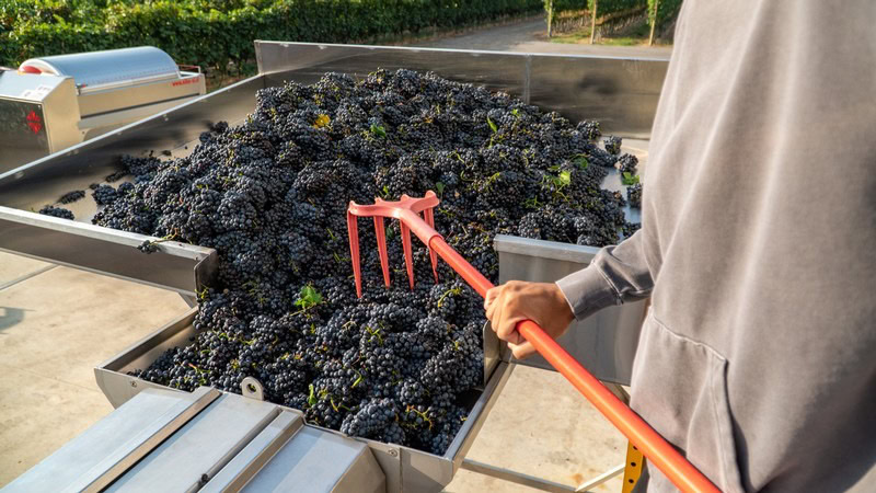 Worker harvesting black grapes in a vineyard for wine making, close-up of grapes and hand holding a harvesting tool.