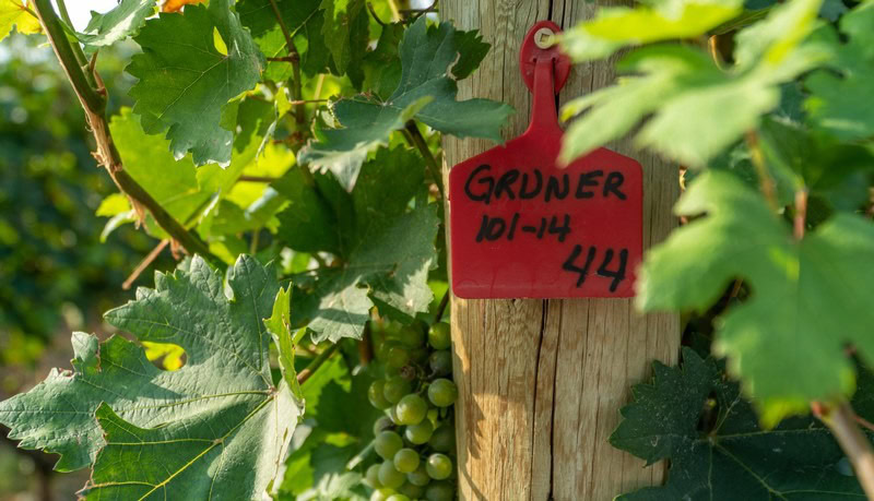 Grapevine with green grapes and a red tag attached to a wooden post in a vineyard setting.
